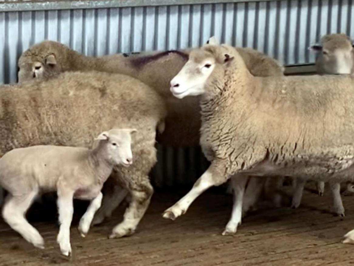 Colin Trengove lamb ewe wide