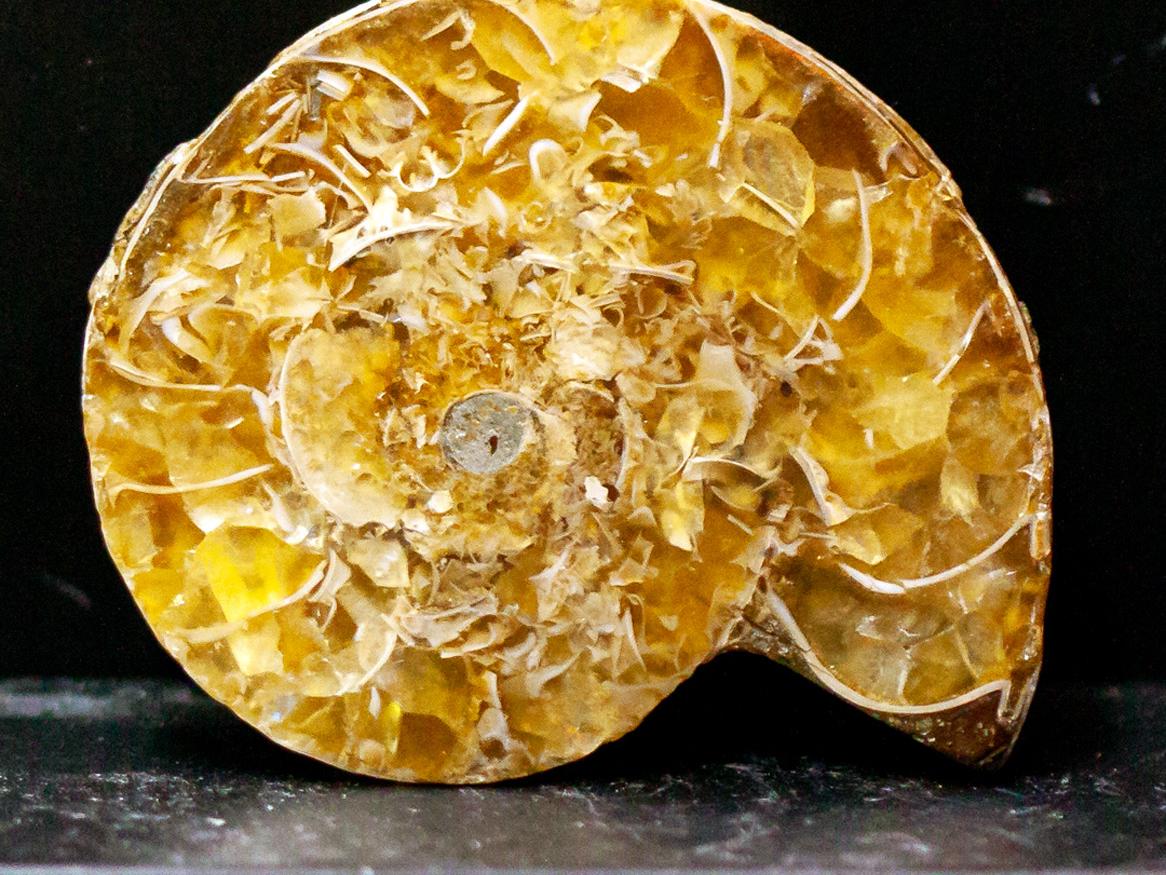 Fossil front visible image Georgios Tsiminis