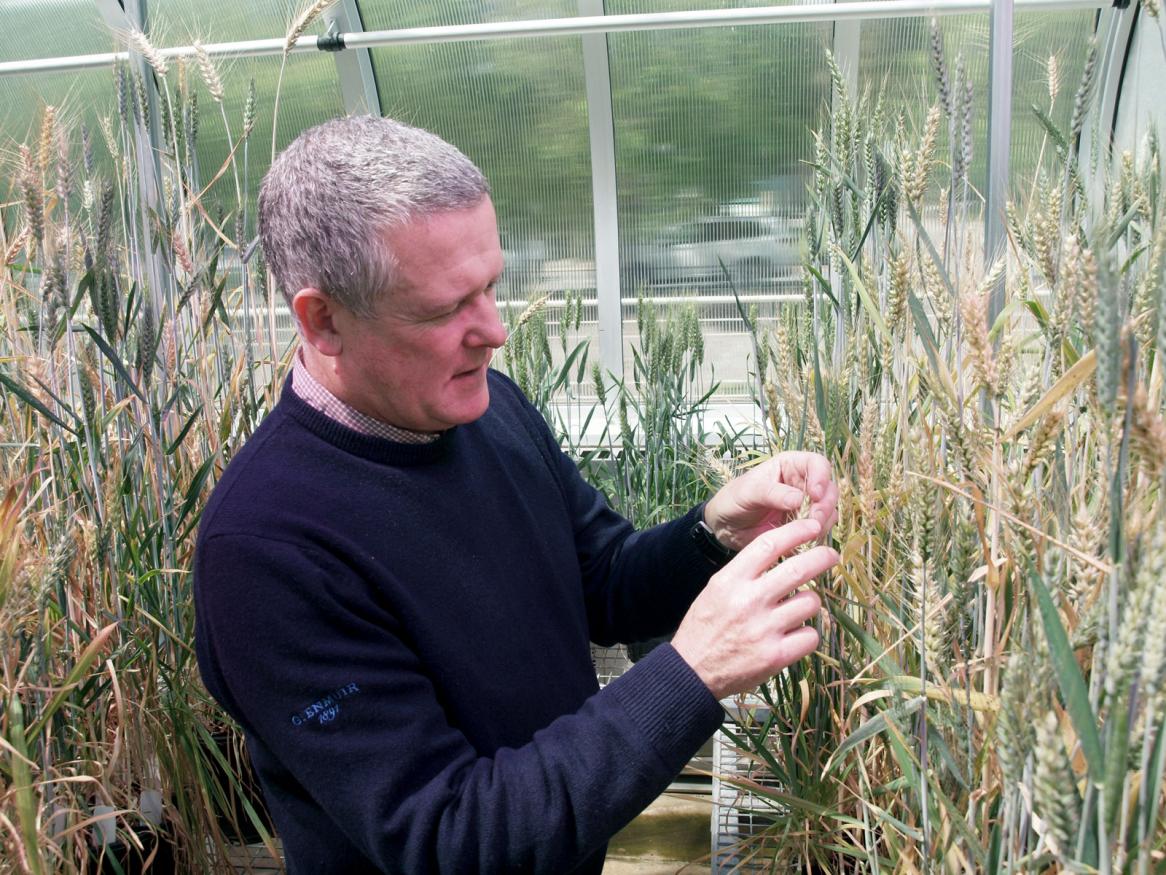 Ken Chalmers wheat