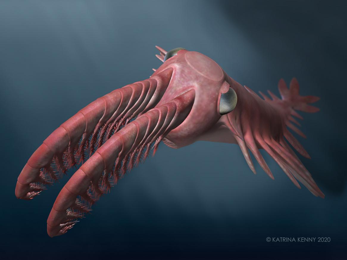 An artist’s reconstruction of ‘Anomalocaris’ briggsi swimming within the twilight zone