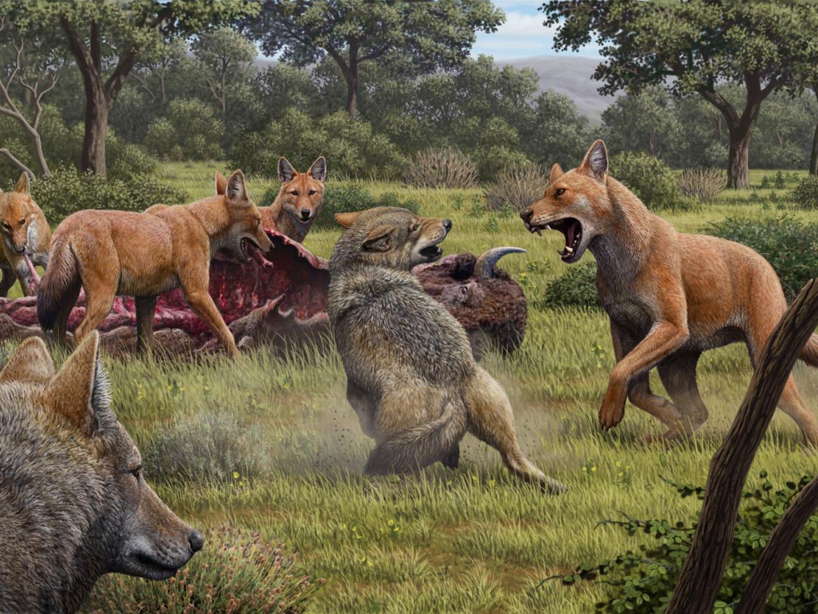 Artwork credit: Mauricio Antón/Nature. Caption: Somewhere in Southwestern North America during the late Pleistocene, a pack of dire wolves (Canis dirus) are feeding on their bison kill, while a pair of grey wolves (Canis lupus) approach in the hopes of scavenging. One of the dire wolves rushes in to confront the grey wolves, and their confrontation allows a comparison of the bigger, larger-headed and reddish-brown dire wolf with its smaller, grey relative.