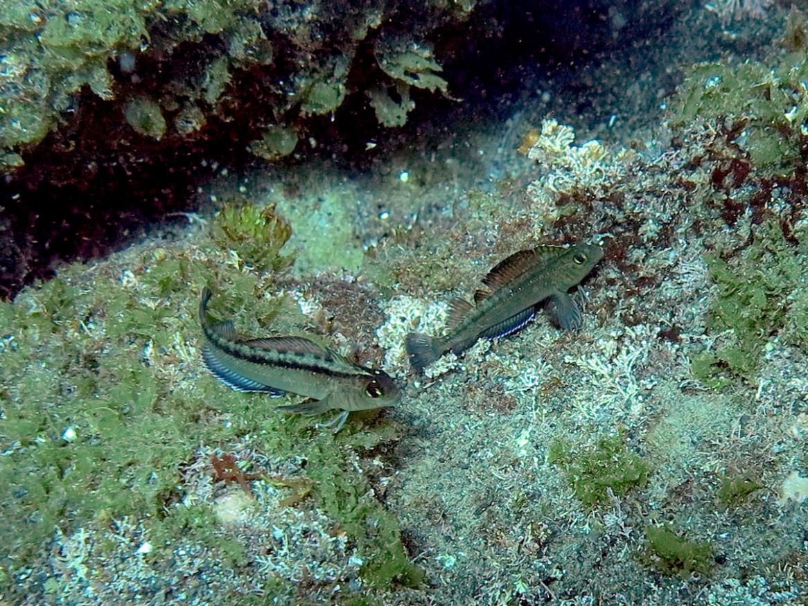 The common triplefin