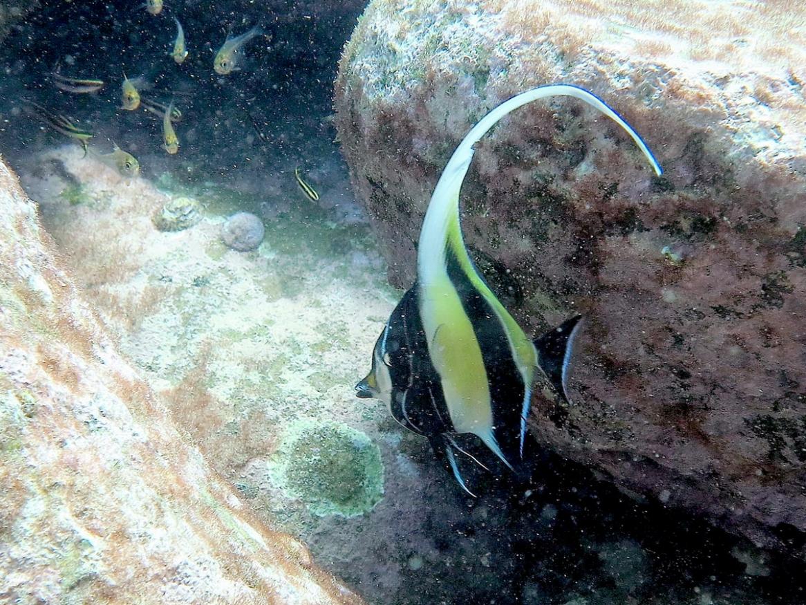 Moorish idol - a coral reef species extending its ranges into temperate Australia under climate change. Image credit: Ericka Coni