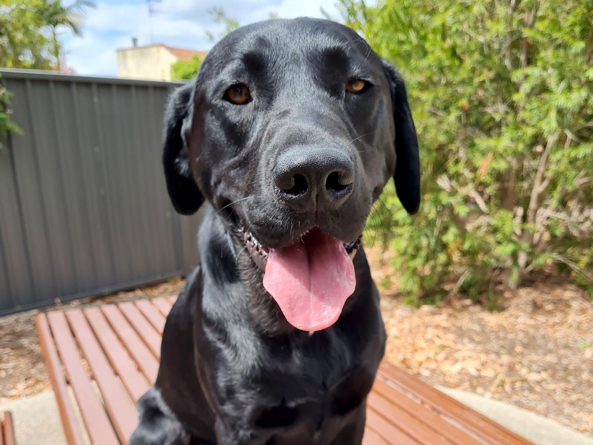 Detector Dog Quake
