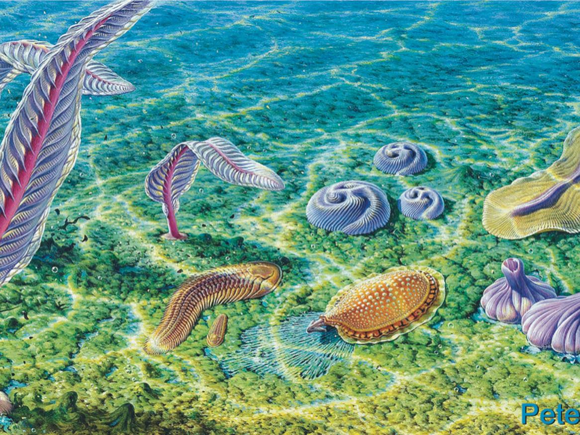 Ediacara Biota P Trusler