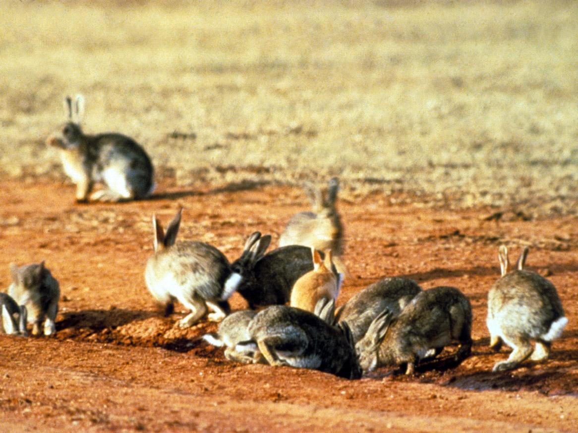European rabbits by CSIRO