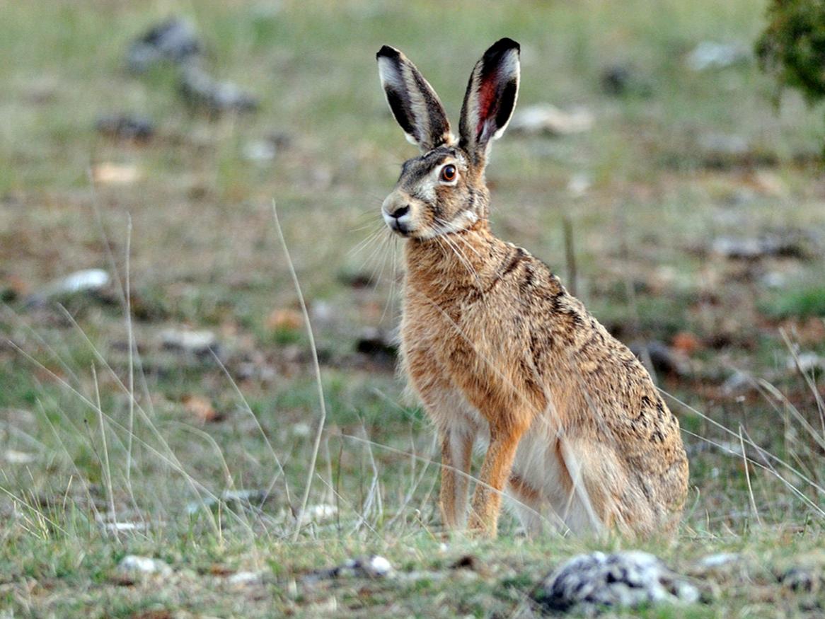 Lepus europaeus by Jean-Jacques Boujot from Paris, France