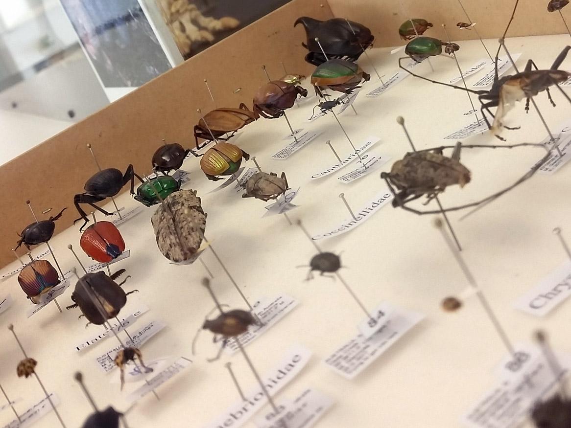 Insect collections Braggs labs