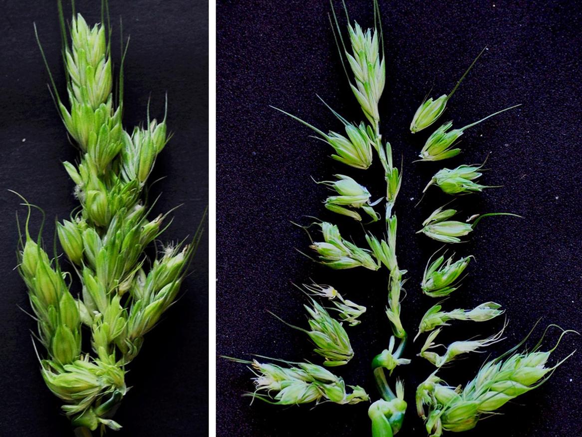 In barley the presence of a specific protein regulates the production of branches and flowers on plant stems in response to warm temperatures. A loss of function in this protein results in the formation of branch-like spikes at high temperatures. 