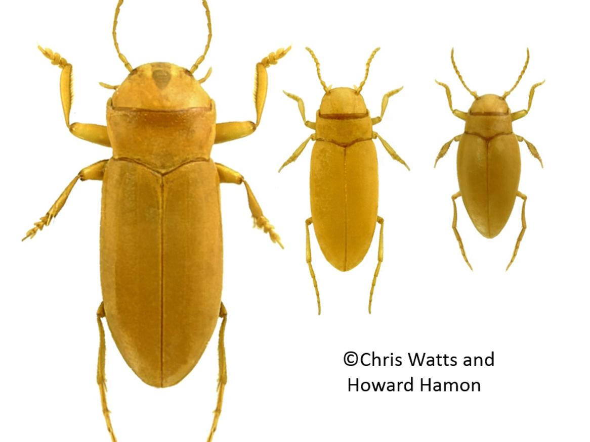 subterranean beetles from the Sturt Meadows (SM) calcrete