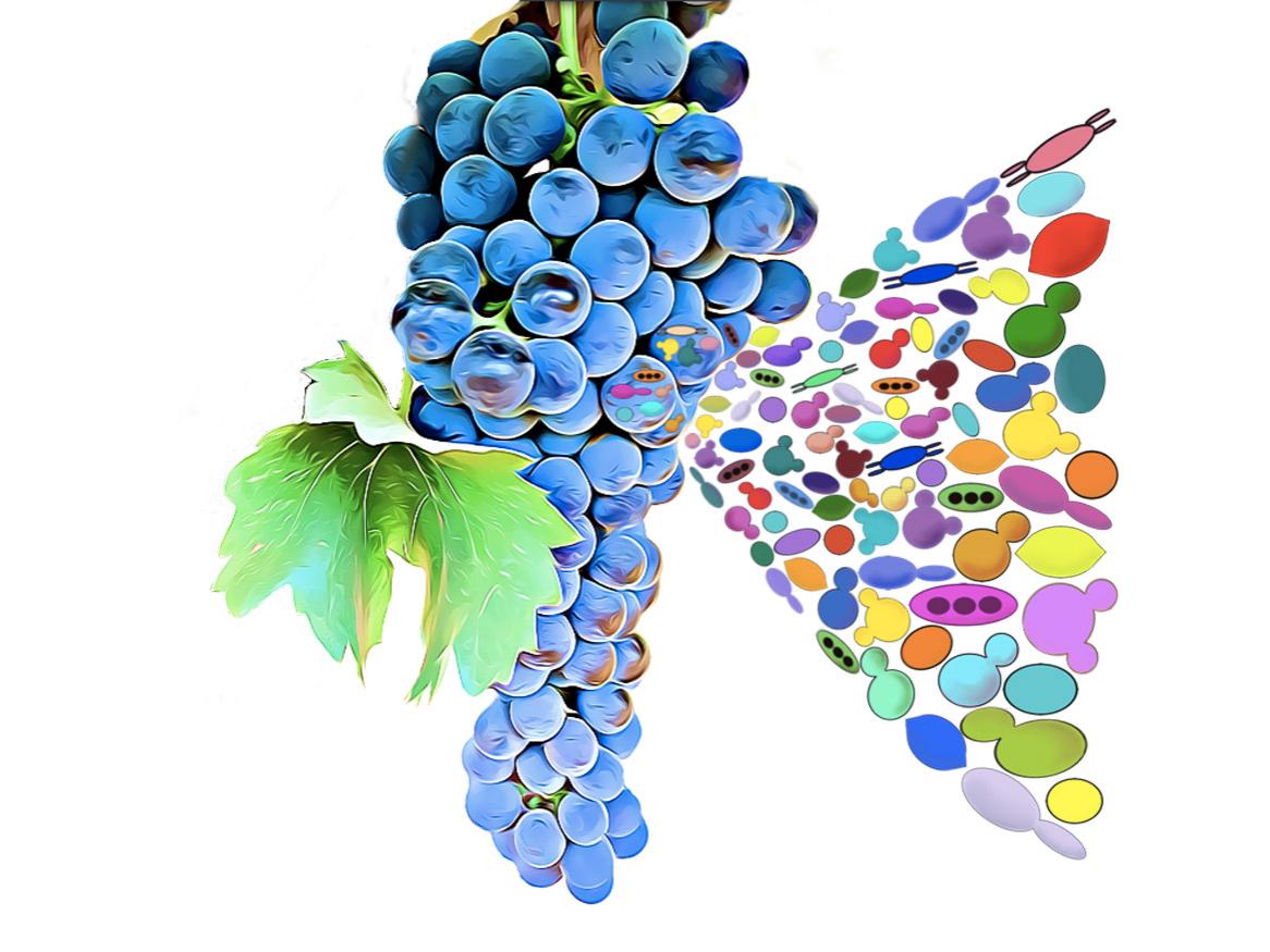 Sumby grape microbiome