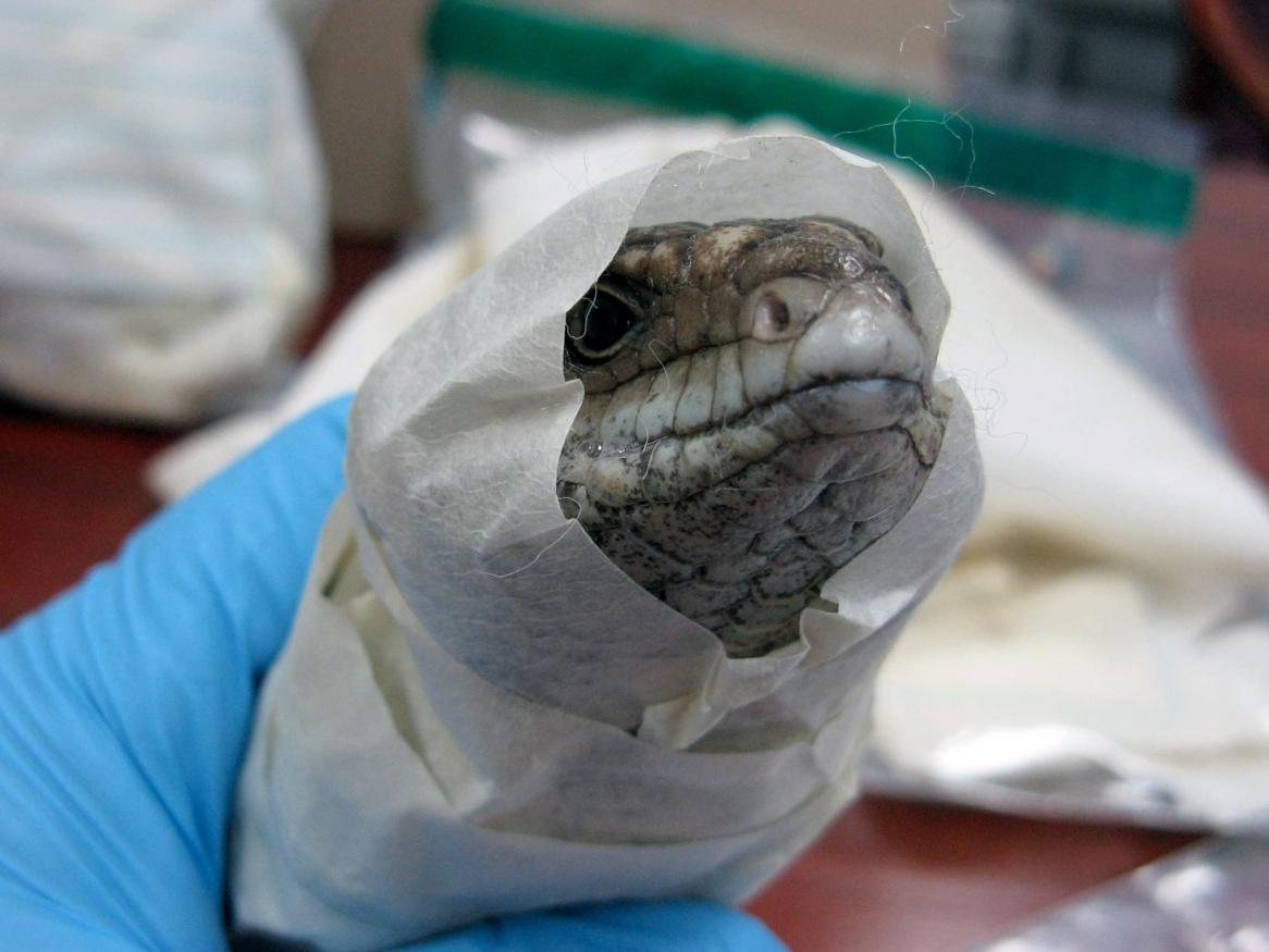 Smugglers attempt to disguise shingleback lizards as other freight to the detriment of the animals health and wellbeing.