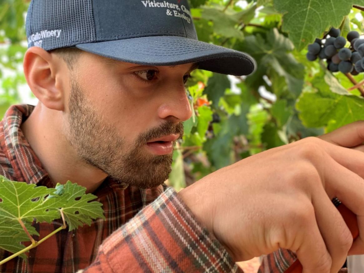 Researcher Pietro Previtali collecting sample Cabernet Sauvignon grapes for the study.