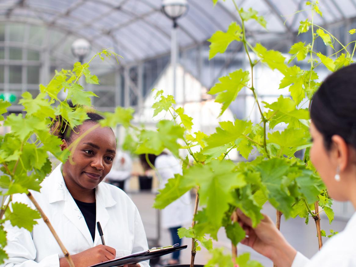Plant scientists examining grapevines