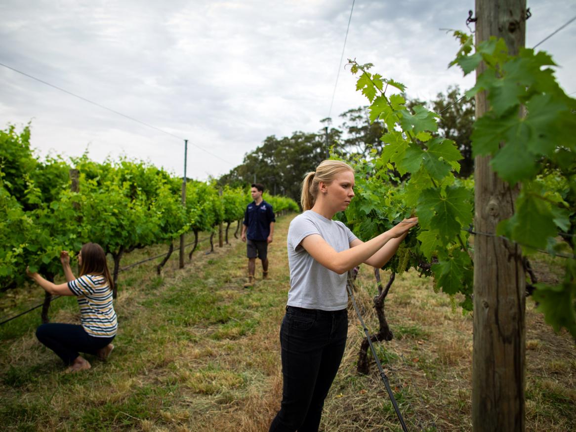 Viticulture and oenology students in Waite vineyard