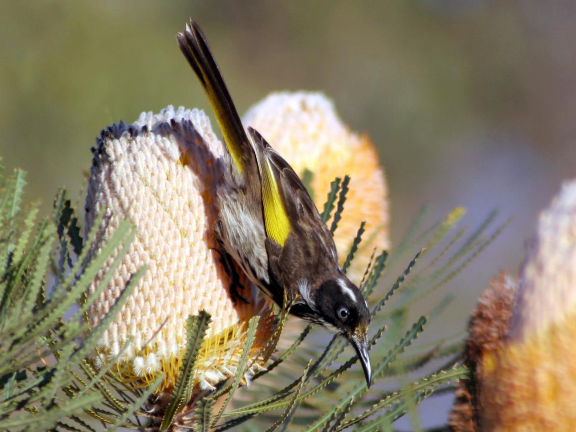 New Holland Honeyeater (Phylidonyris novaehollandiae) feeding on nectar of Acorn Banksia (Banksia prionotes). Photograph by Todd J. McWhorter.