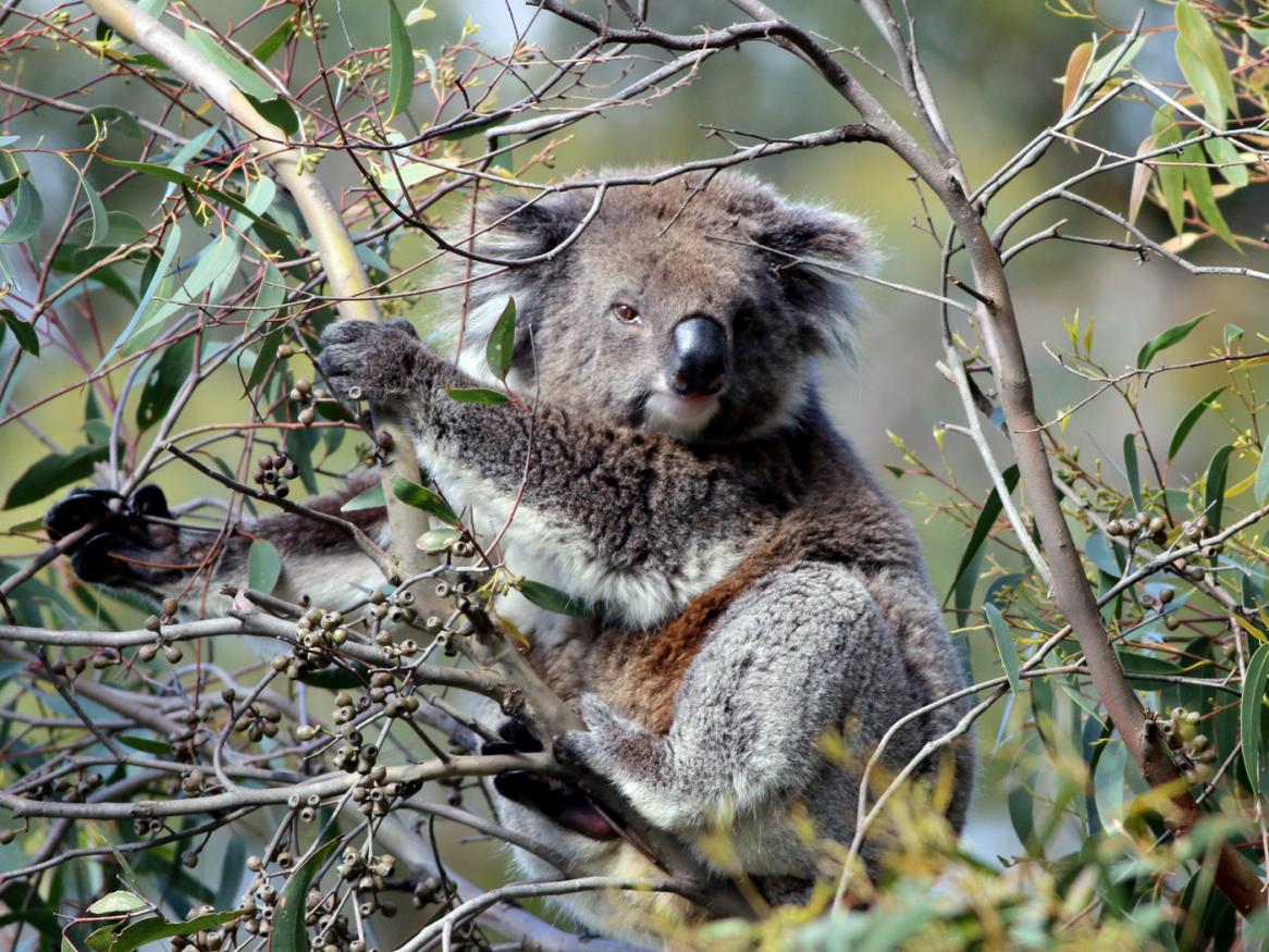 Koala photo by Tamsyn Stephenson