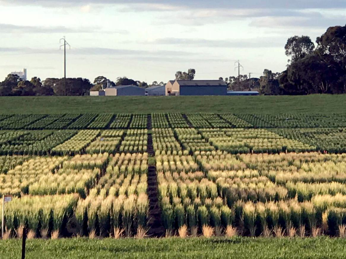 Image illustrating the general appearance of the frost nursery including different experiments and multiple times of sowing in Loxton, South Australia.