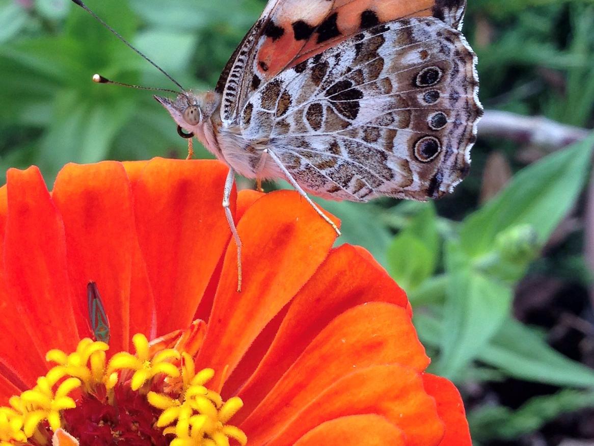 Butterfly image - Insect Investigators