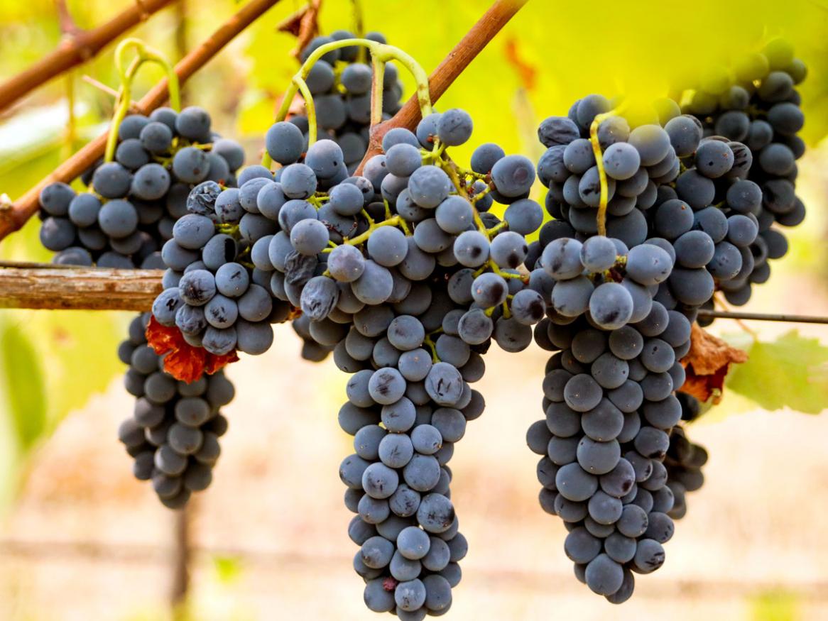 Shiraz grapes - Kristin Nutting from Pixabay