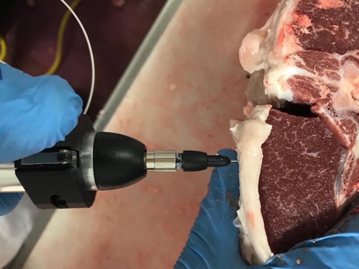 AgTech scanning intramuscular fat in lamb