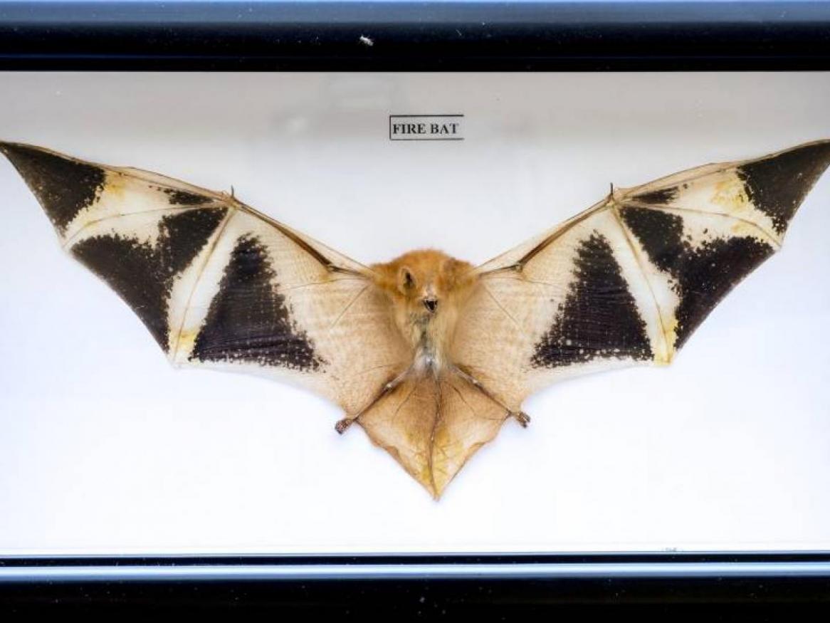 Bat specimen preserved in a wooden box, sold on Ebay