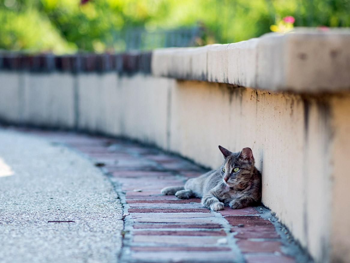 Street cat by by Jennifer Esneault from Pixabay