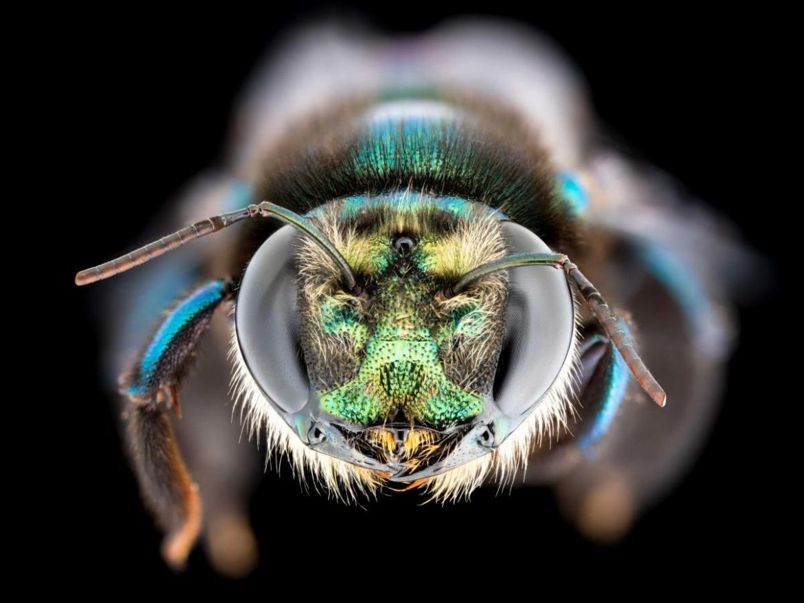 The golden-green carpenter bee (Xylocopa (Lestis) aeratus Female)-Xylocopa, is a species especially vulnerable to fire, with much of its habitat burnt during the 2019-2020 Black Summer bushfires. Image credit James Dorey.