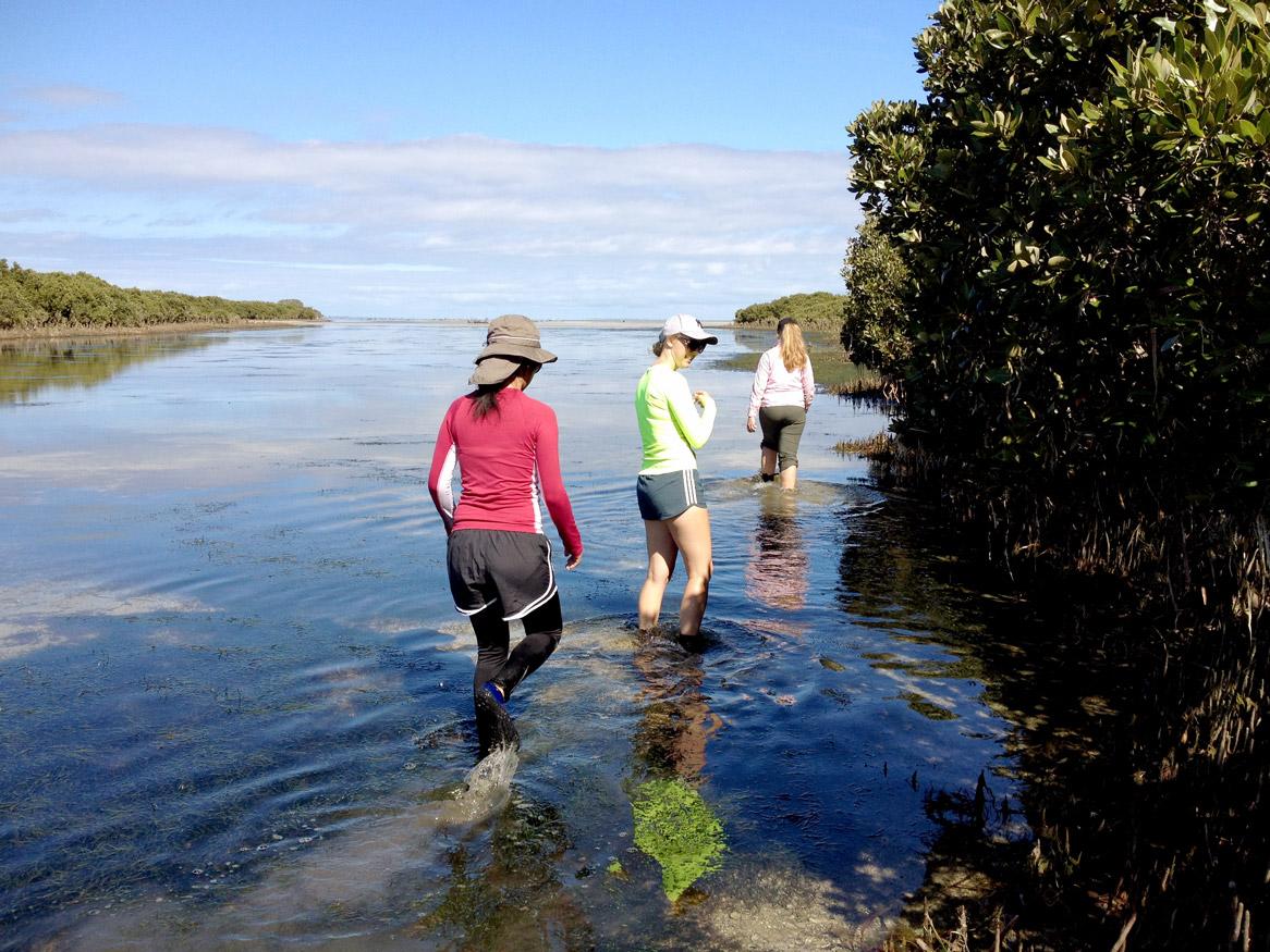 Walking through the mangroves
