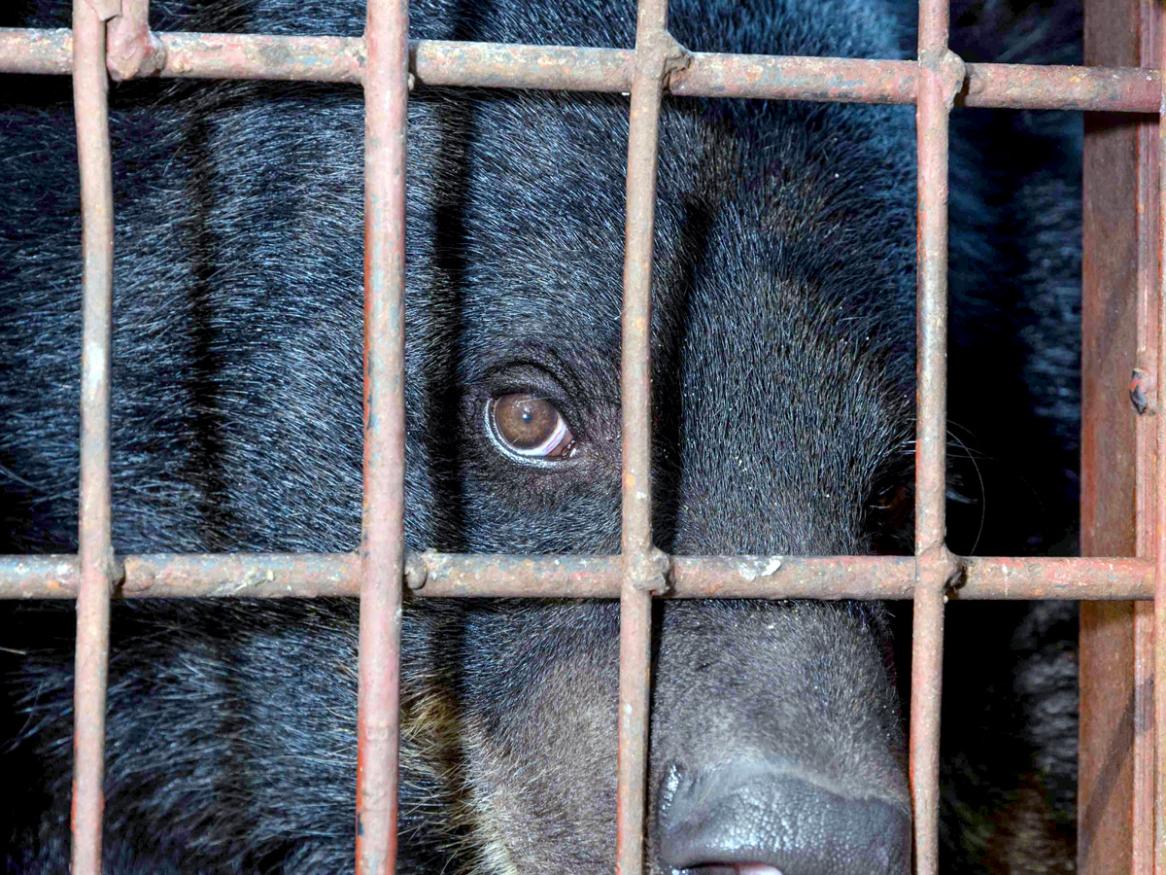 Asiatic black bear in a cage. The sad reality of the illegal wildlife trade. Photo by yongkiet - iStock 