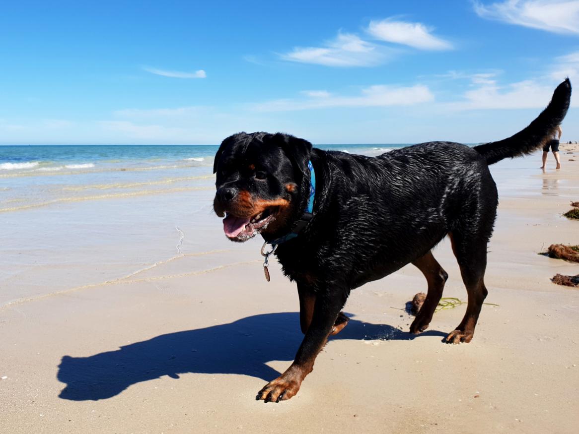 Dog Beach Wet