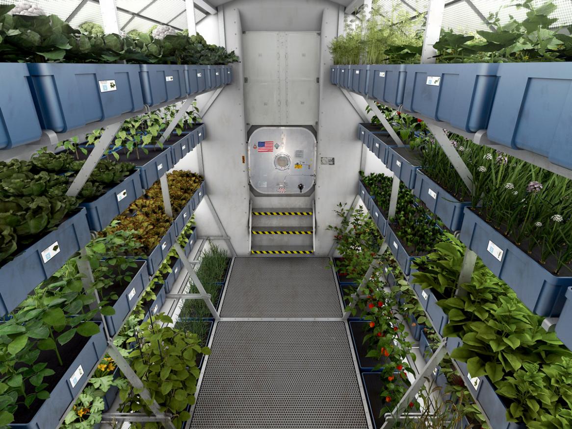Fresh food grown in the microgravity environment of space - by NASA's Marshall Space Flight Center (CC BY-NC 2.0)