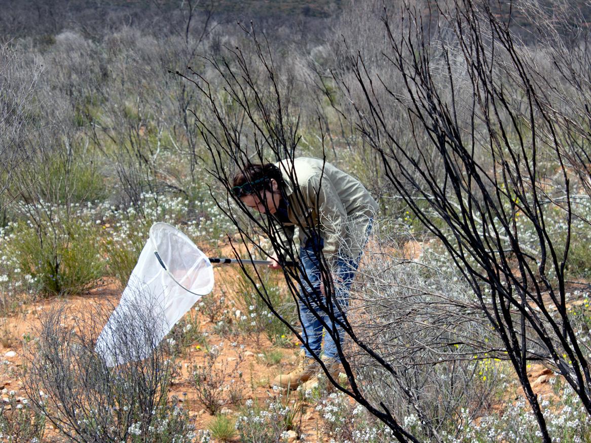 Alana McClelland’s fieldwork uncovered three species of lerps and more than 10 species of wasps and flies during her visit in September 2021. Image: Alana McClelland.