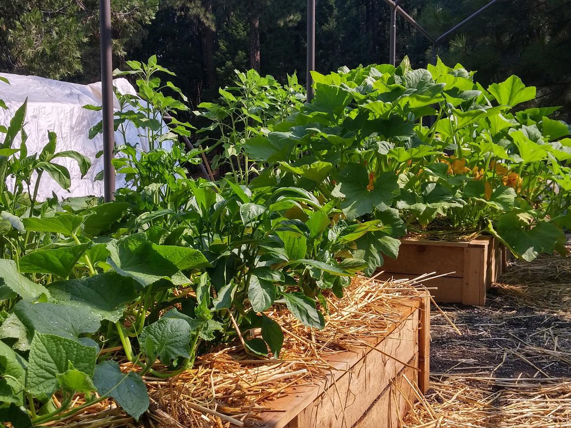 Veggie garden by Chanda Johnson on Pixabay