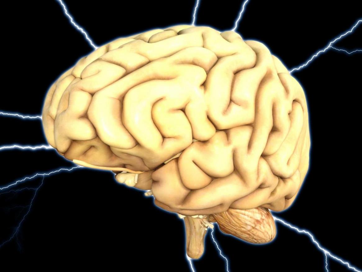 Brain