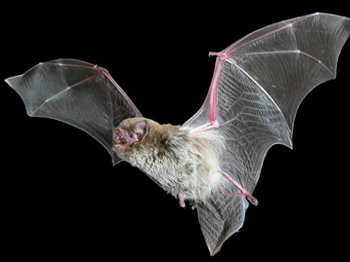 chokkybat
