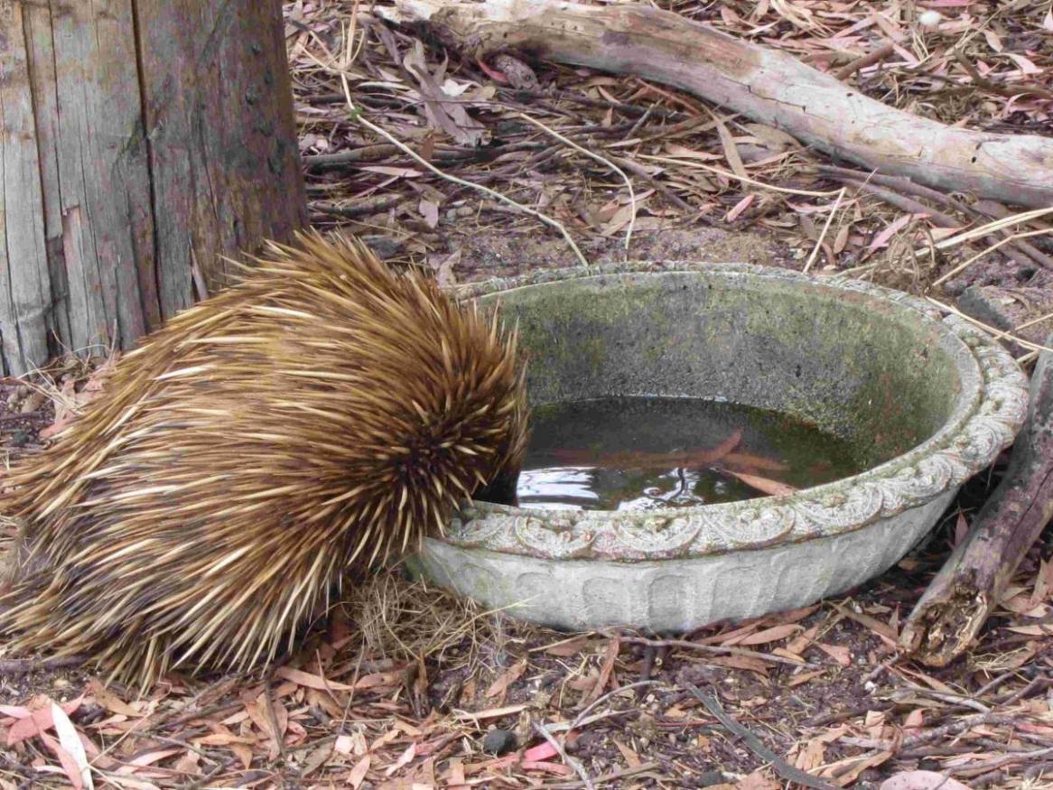 Echidna takes a drink from a bird bath on Peter Hastwell's property. Photo credit: Peter Hastwell of Kangaroo Island.