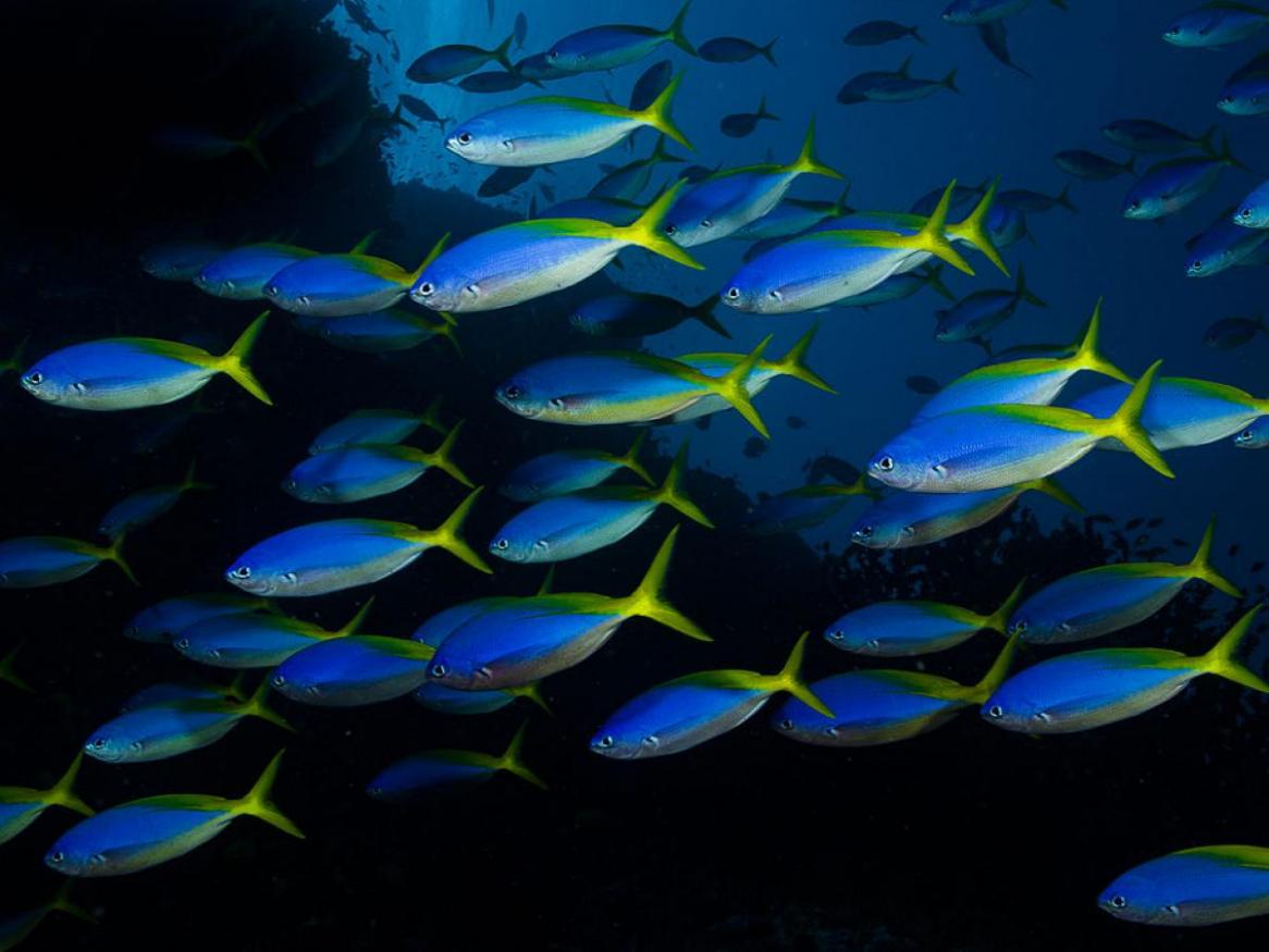 Caesio teres in Fiji by Nick Hobgood. Creative Commons