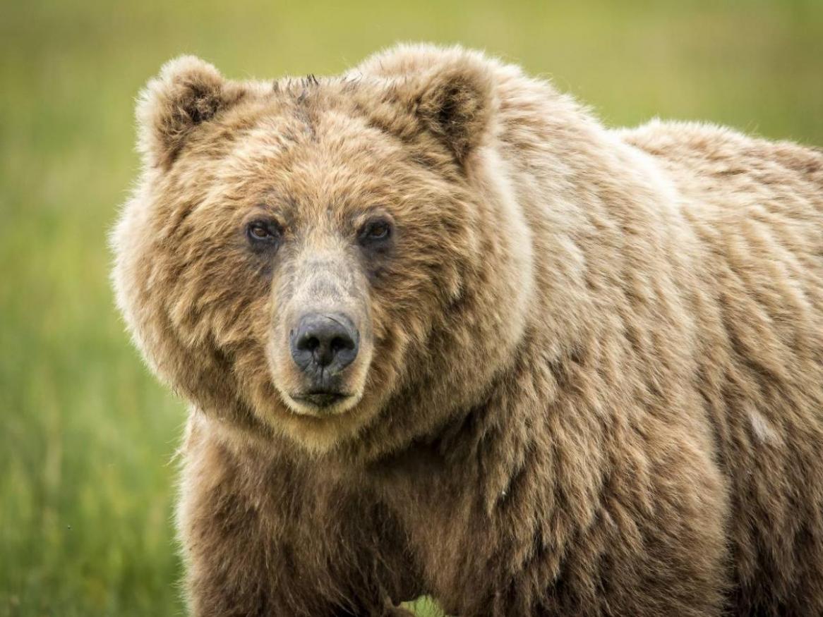 Grizzly bear from Pixabay