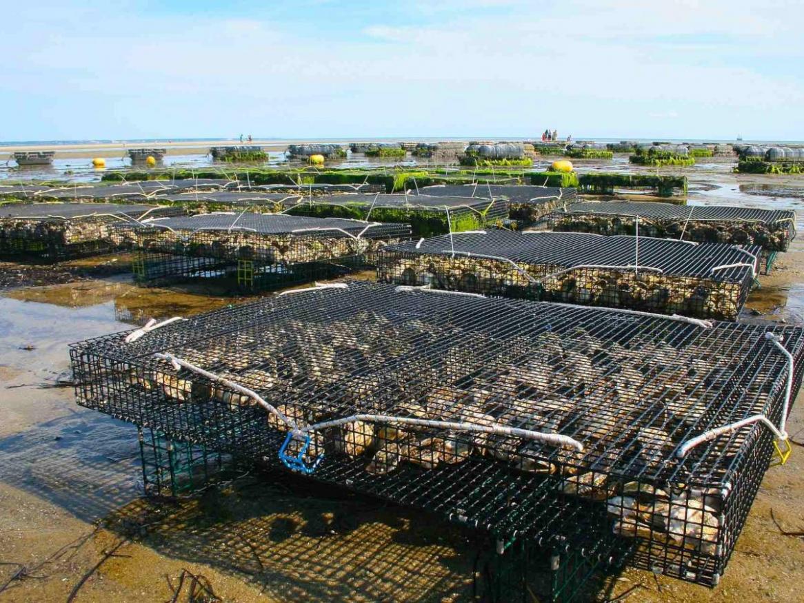 Oyster farm