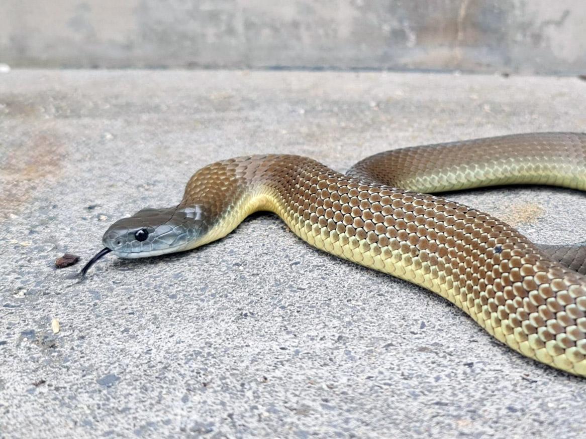 Tiger Snake (Notechis scutatus) Credit: Max Tibby- Snake Catchers Adelaide