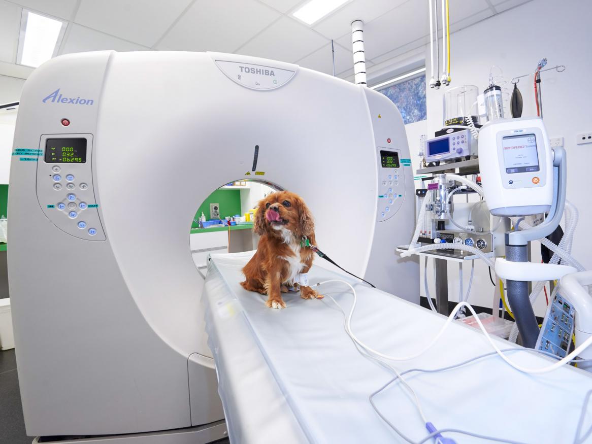 Dog vet CT scan