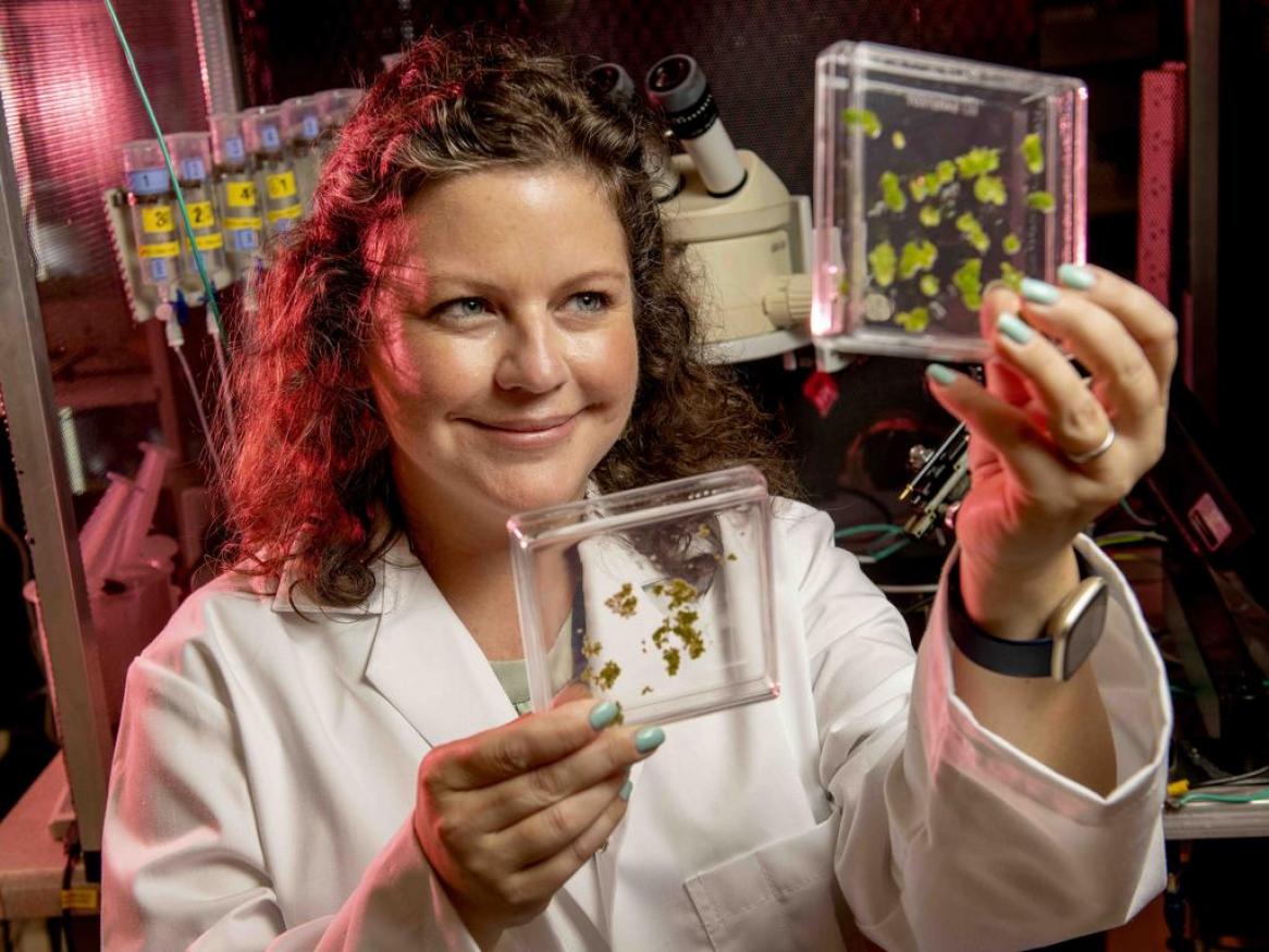 Adelaide scientist Associate Professor Jenny Mortimer with samples of locally found duckweed which she is studying to turn into food for the future. Picture by Naomi Jellicoe, The Advertiser