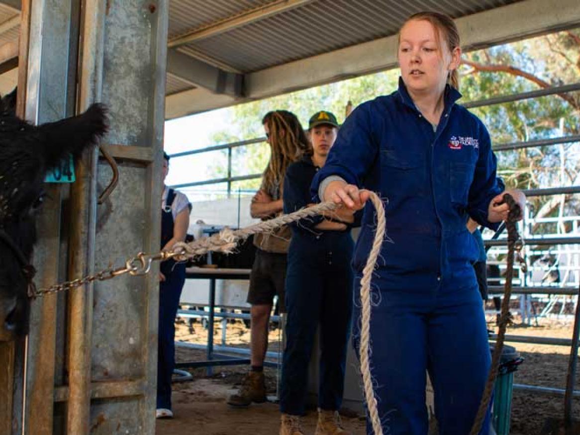 Students animal handling, Roseworthy campus