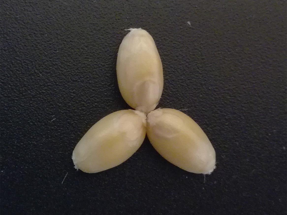 Using epigenetics to breed for enhanced reproductive, abiotic and/or biotic traits in cereal crops