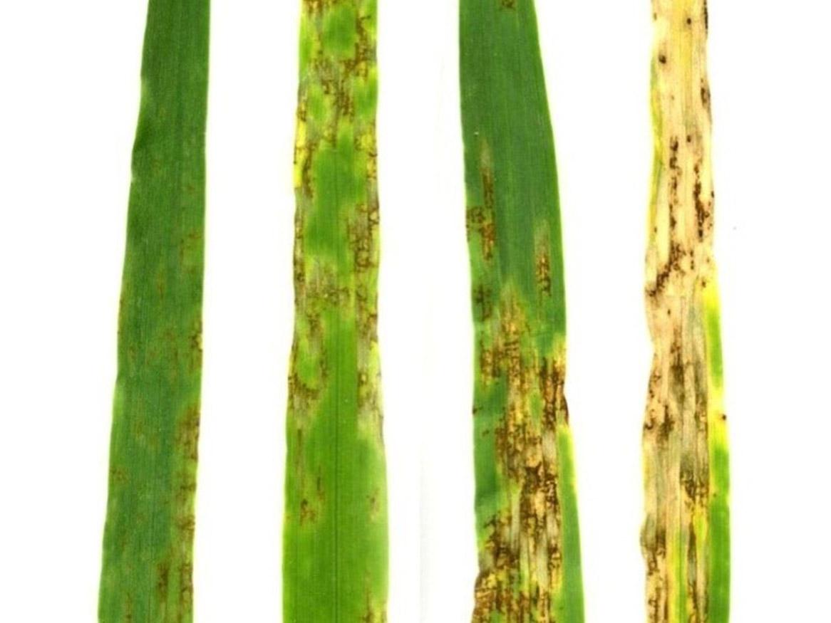 Net blotch disease in barley