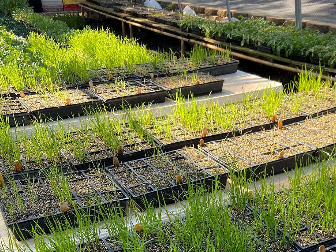 Could Covid-style PCR tests be used to screen for herbicide resistance?