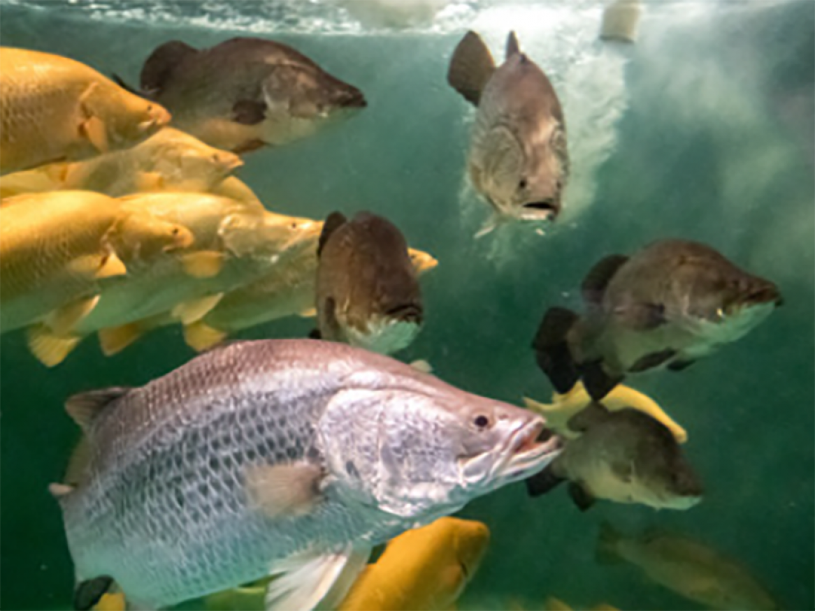 Different types of fish swimming underwater