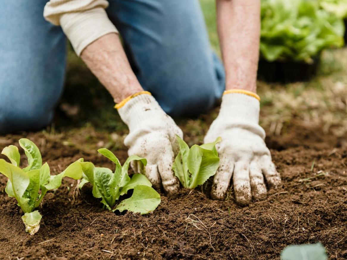 Planting lettuce in a backyard garden