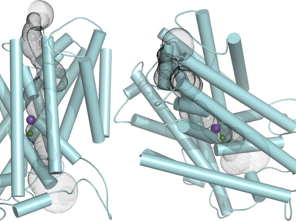 Grapevine CCC protein